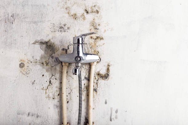 Trusted Shoal Creek, AL Mold Removal Experts