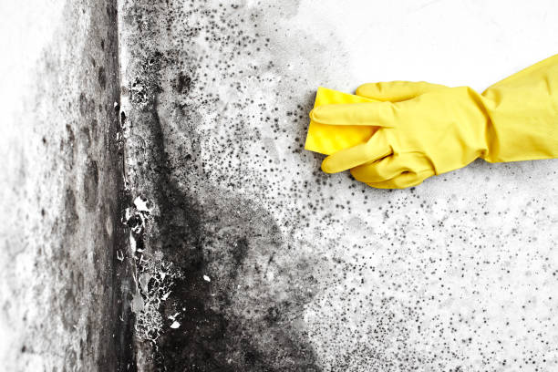 Best Black Mold Removal  in Sho Creek, AL