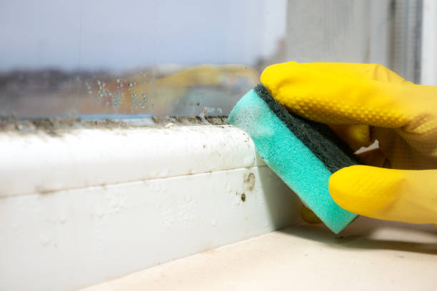 Best Toxic Mold Removal  in Sho Creek, AL