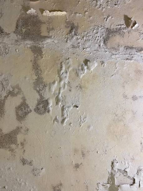 Office Mold Removal Services in Shoal Creek, AL